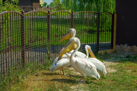 pelicans on the street in the zoo Twelve months Demidiv, Kyiv region 1 01 2018のeditorial素材