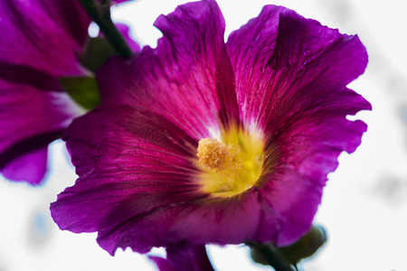 Mallow flowers close up against the skyの写真素材