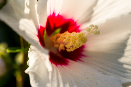 Flower pistil floral close-up shot with summer flowerの写真素材