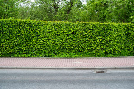 green fence of trimmed bushes along the roadの写真素材