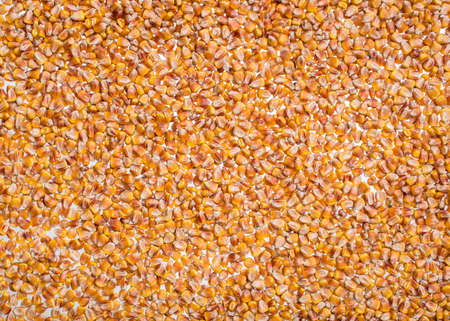 sweet corn seeds collected from the farms の写真素材