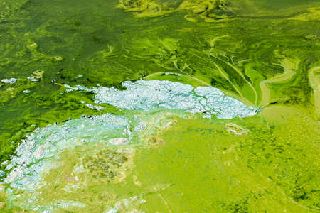 green water with mudの写真素材