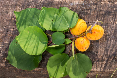 apricots on the table with shadowsの写真素材