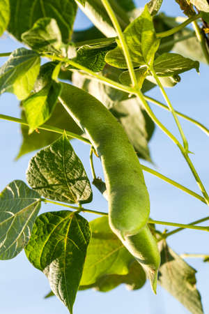 ripe beans on the background of sky