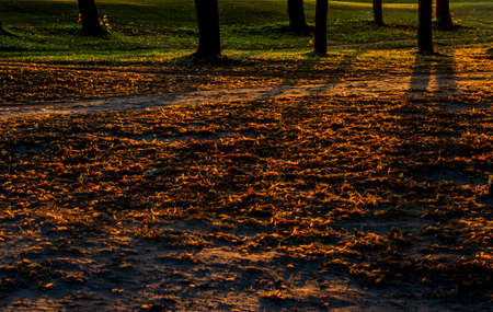 fallen leaves from trees on earth in the sunset with shadows from treesの写真素材