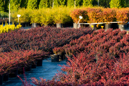 barberry shrubs for landscape gardening and planted in tubs outdoors in the garden centerの写真素材