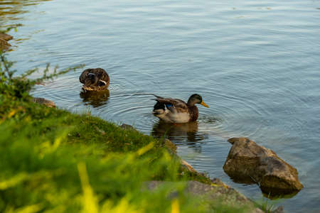 family of ducks on grass near a pond with reeds, waterfowlの写真素材