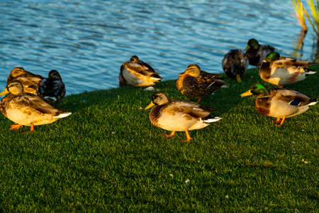 wild duck family near a pondの写真素材