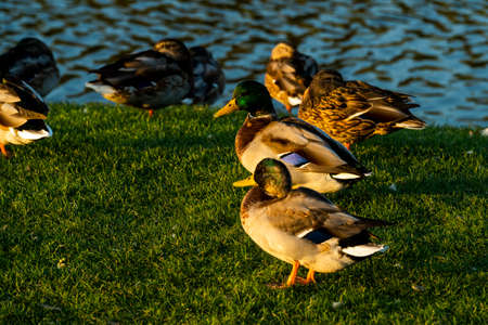 wild duck family near a pondの写真素材