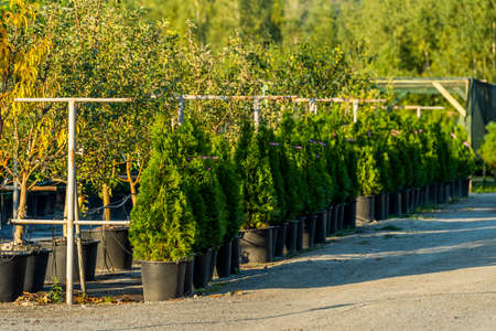 garden center with decorative evergreen trees in tubs, Boxwood ball, Thuja colum, Thuja zahidna smaragd, Thuja spherical,の写真素材