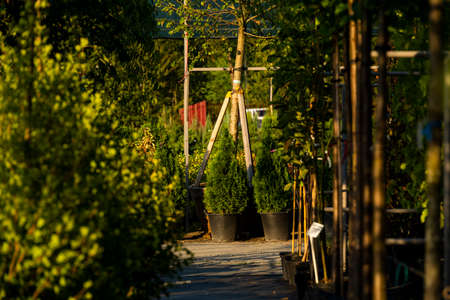 garden center with decorative evergreen trees in tubs, Boxwood ball, Thuja colum, Thuja zahidna smaragd, Thuja spherical,の写真素材