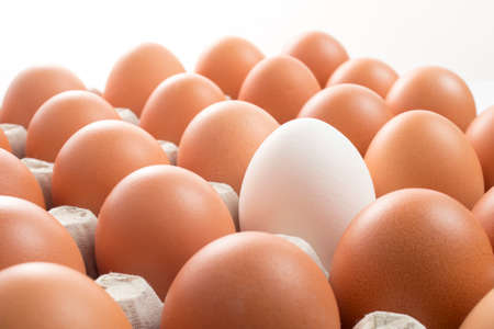 many natural brown chicken on a farm in the nest