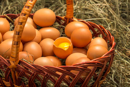 many natural brown chicken on a farm in the nestの写真素材