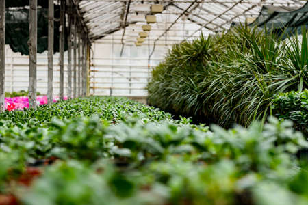 Plants in the greenhouseの写真素材