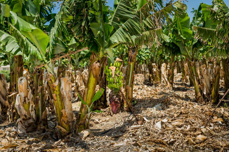 Bananas on a palm treeの写真素材