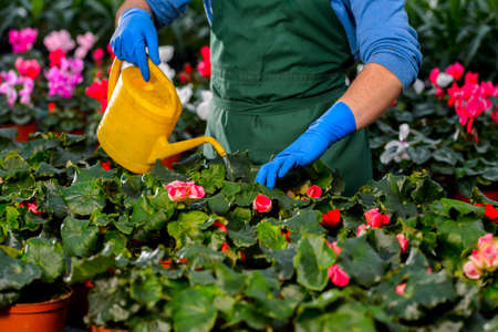 Watering flowers in the greenhouseの写真素材
