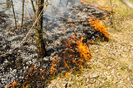 wildfire burning in the spring grass and twigs