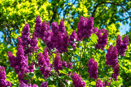 blooming dark lilac bush at the top
