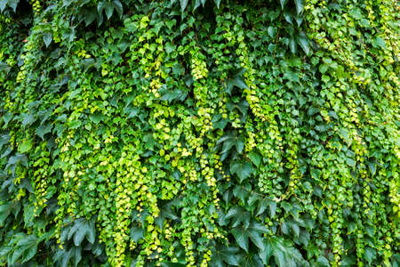 ivy curly on the wall