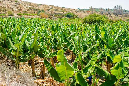 banana plantationの写真素材
