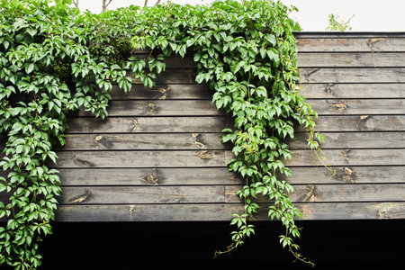 green bushes in landscape design, landscaping in the park outdoors, hanging flowers in tubs