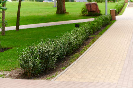 green bushes near the path in landscape design, landscaping in the park outdoorsの写真素材