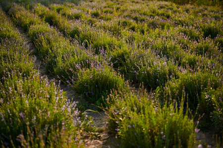 Summer field with blooming lavender at sunset, blooming on a warm dayの写真素材