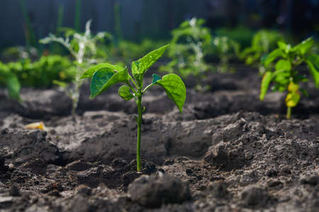 Vegetables in the garden, ripening tomato bushes in gardening, close-up shotの写真素材