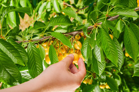 Harvest of ripe cherries on the branches of a tree, close-up shot