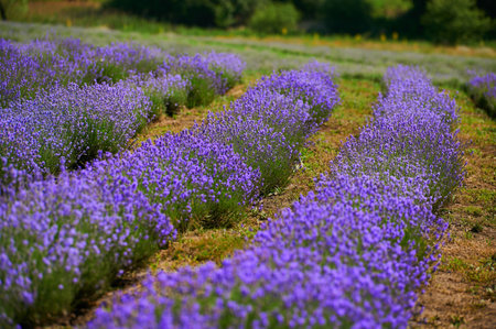 lavender in blooming bushes in a farmer's fieldの写真素材