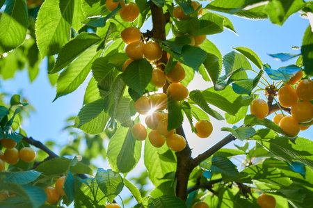 Ripe cherries on a tree among the foliage against the sky, a tree branch with fruits, close-up shotの写真素材
