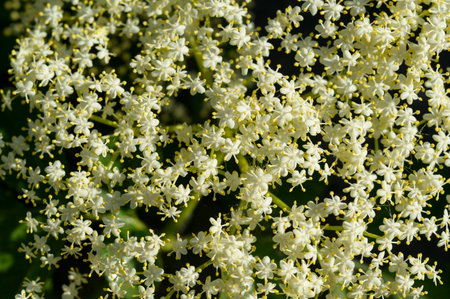blooming elderberry inflorescence, polysyllabic flowers of a tree, close-up shotの写真素材