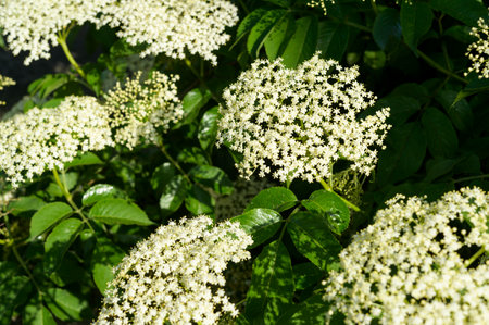 blooming elderberry inflorescence, polysyllabic flowers of a tree, close-up shotの写真素材