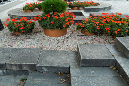 Flowers in pots and tubs in public places, as an element of design and decoration of architecture, shot close-upの写真素材