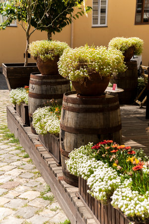 Flowers in pots and tubs in public places, as an element of design and decoration of architecture, shot close-upの写真素材
