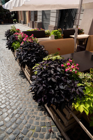 Flowers in pots and tubs in public places, as an element of design and decoration of architecture, shot close-upの写真素材