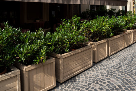 Flowers in pots and tubs in public places, as an element of design and decoration of architecture, shot close-upの写真素材
