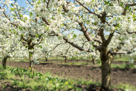 apple orchard in bloom in spring, sunny day in the orchard with apple treesの写真素材