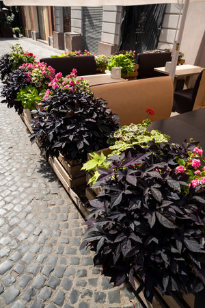 Flowers in pots and tubs in public places, as an element of design and decoration of architecture, shot close-upの写真素材