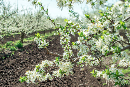 apple orchard in bloom in spring, sunny day in the orchard with apple treesの写真素材