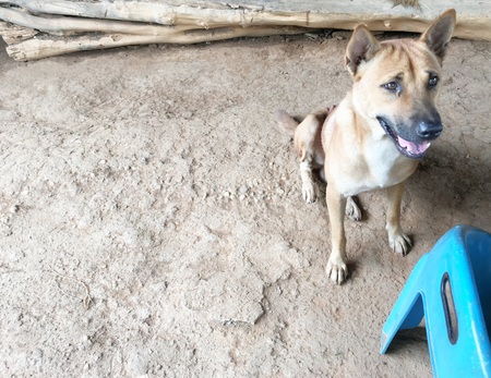 street dogの写真素材