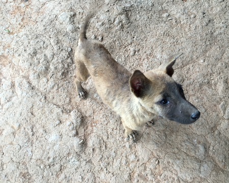 street puppyの写真素材