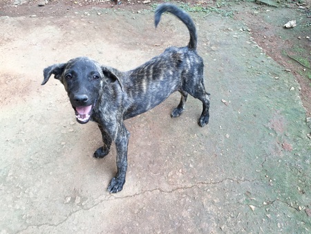 street puppyの写真素材