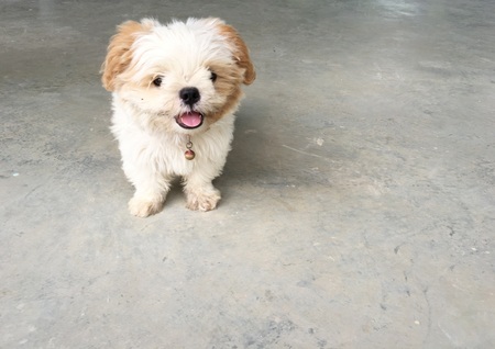 white puppy