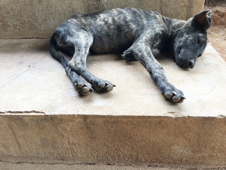 puppy sleepの写真素材