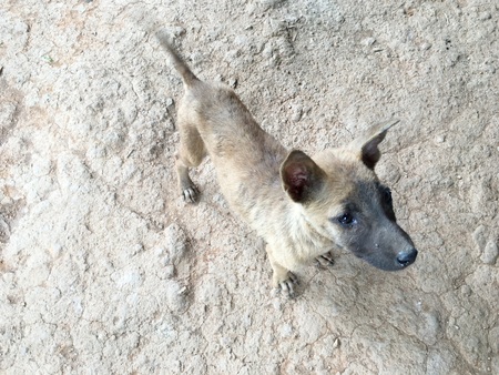 brown puppyの写真素材