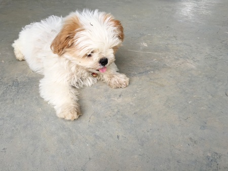 white puppyの写真素材