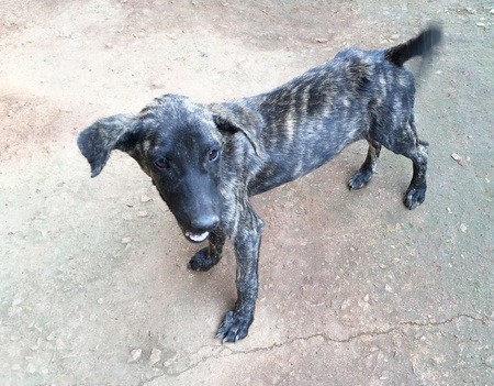 black puppyの写真素材