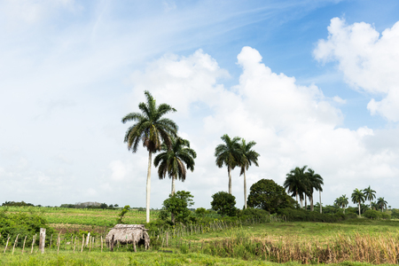 Cuba landscape in the countryside with hatの写真素材