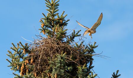 Kestrels fly over your eyrie for hunting in Hamburg, Germanyの写真素材